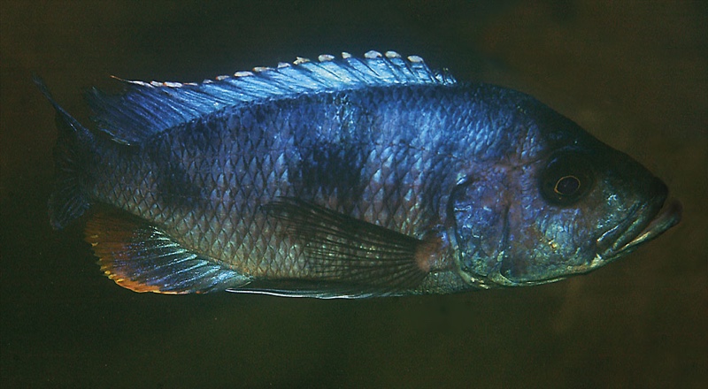 Stigmatochromis sp. 'modestus mbenji' Penga Penga Island